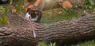 Best Root Management and Removal  in Loogootee, IN