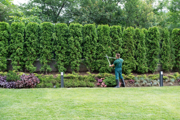 Best Storm Damage Tree Cleanup  in Loogootee, IN
